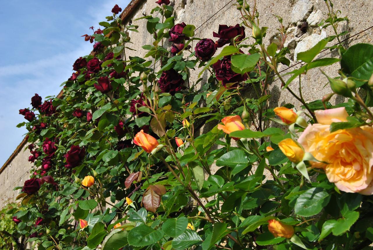 Chateau La Touanne Loire Valley Baccon Exterior foto